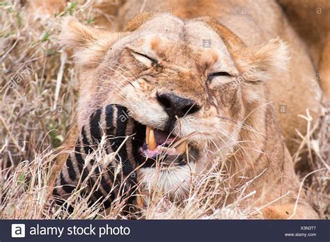 Lioness Hunt Zebra High Resolution Stock Photography and Images - Alamy