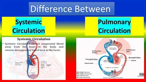 Difference between Systemic Circulation and Pulmonary Circulation - YouTube