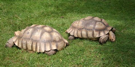 Fun Tortoise Facts For Kids | Kidadl