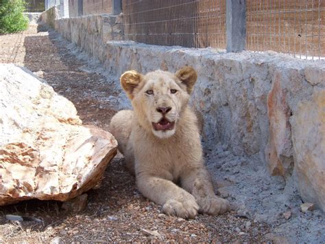 Paphos Bird & Animal Park (Now Paphos Zoo) - Rent Villas Paphos