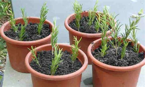 How to Propagate Rosemary Plants from Cuttings and Care it