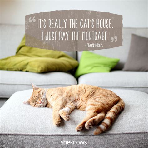 50 Cat Quotes That Only Feline Lovers Would Understand | Cat sleeping, Cat quotes, Best pets for ...