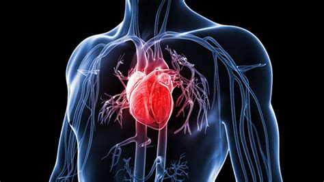 Nutrition and prevention of coronary heart disease | The Guardian ...