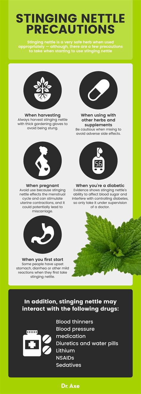 Stinging Nettle Benefits, Uses and Side Effects - Dr. Axe