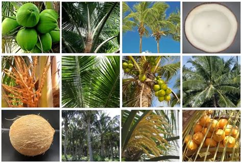 Different Types Of Coconut Trees In Kerala - Templates Printable Free