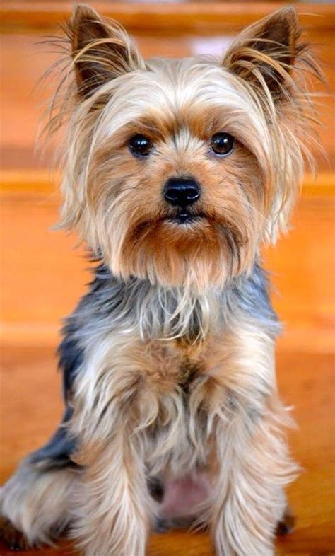 1319 best Yorkie Love!! images on Pinterest