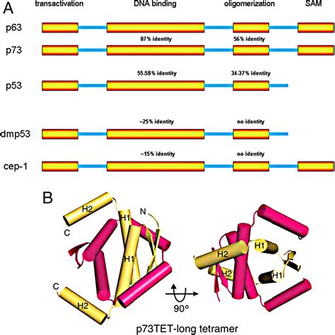 One billion years of p53/p63/p73 evolution | PNAS