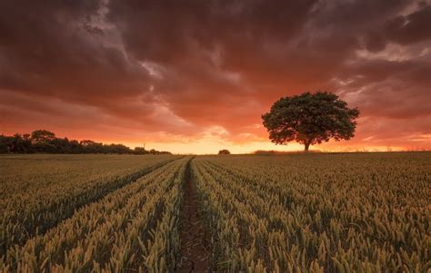 Download Nature Tree Sunset Field Wheat HD Wallpaper