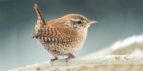 Wren Birds UK, Food, Nesting Habits & Facts | Pet birds, Beautiful birds, Bird