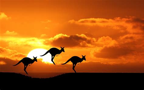 Kangaroos - Kangaroos Wallpaper (40455218) - Fanpop