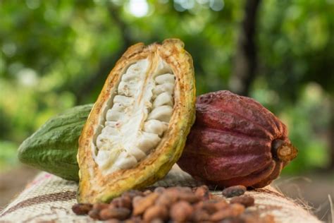 JAPAN BOOSTS DOMESTIC CACAO FARMING - Industry Global News24