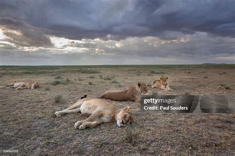 Lion Pride High-Res Stock Photo - Getty Images