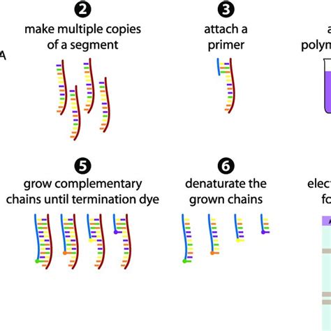 2 The Sanger sequencing method in 7 steps. (1) The dsDNA fragment is ...