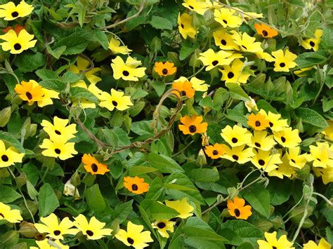 Thunbergia alata 'Yellow' – Heron's Head Nursery