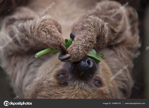 Pictures : two toed sloths | Linnaeus's two-toed sloth — Stock Photo ...