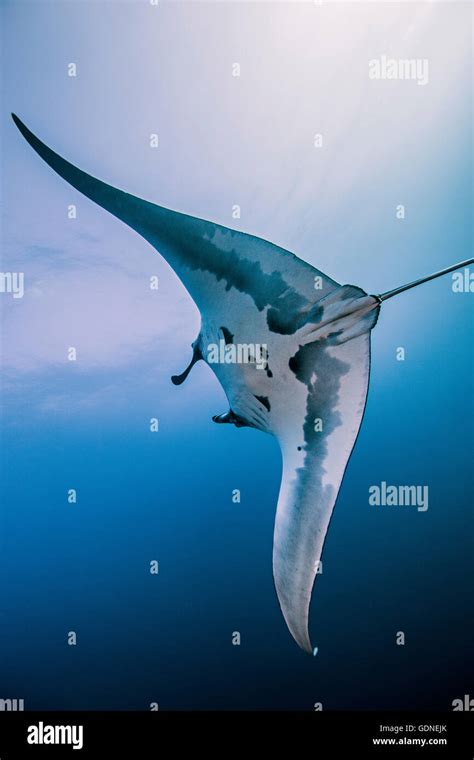 Giant oceanic manta ray Stock Photo - Alamy