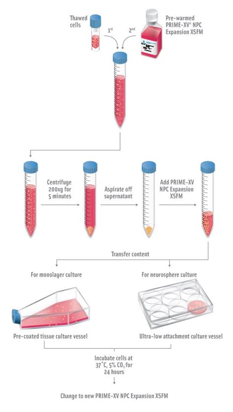 Protocol for Neural Progenitor Cell Expansion