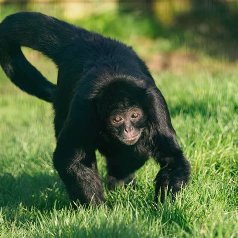 Isle of Wight Zoo reopening as Wildheart Animal Sanctuary