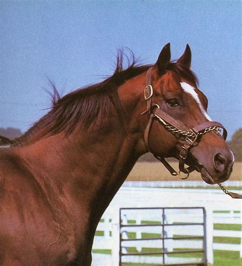 Northern Dancer - such a looker! | Horse Racing | Pinterest | Horses ...