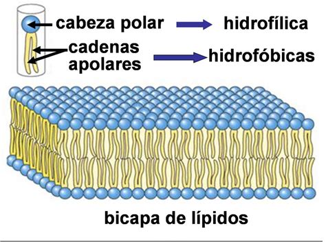 Biología de BI: La membrana citoplasmatica