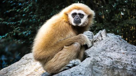 White-Handed Gibbon, Facts, Photos - National Geographic Kids