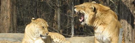 Interesting Liger Facts – The Liger