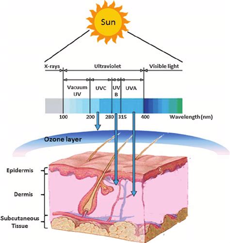 Spectrum of ultraviolet (UV) light and wavelength-dependent penetration... | Download Scientific ...