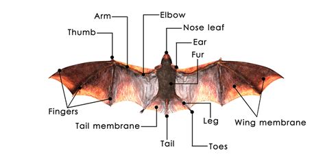 Diagram Of Bat Anatomy With Labeled Parts