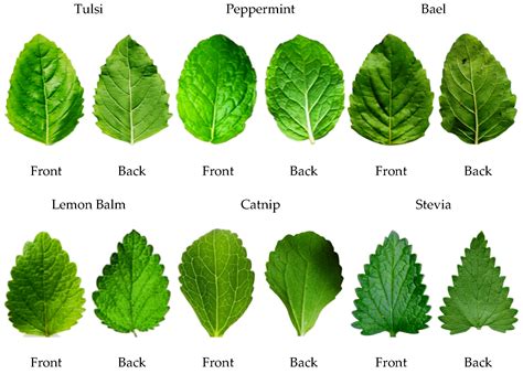 Agronomy | Free Full-Text | The Classification of Medicinal Plant Leaves Based on Multispectral ...