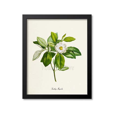 Sweetbay Magnolia Flower Art Print Botanical Art Print - Etsy