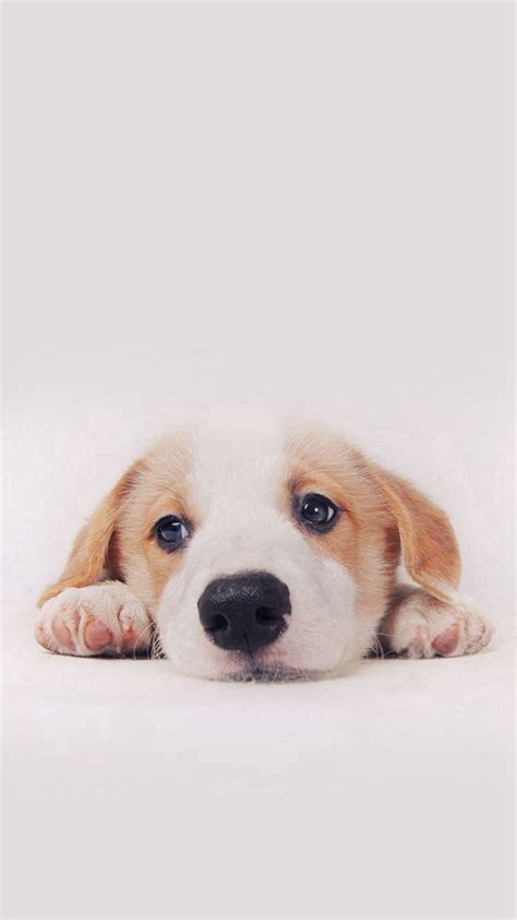 Dog iPhone Wallpapers - Top Free Dog iPhone Backgrounds - WallpaperAccess