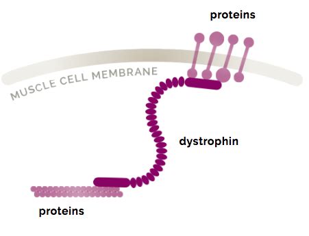 dystrophin - Google Search | Cell membrane, Membrane, Cell