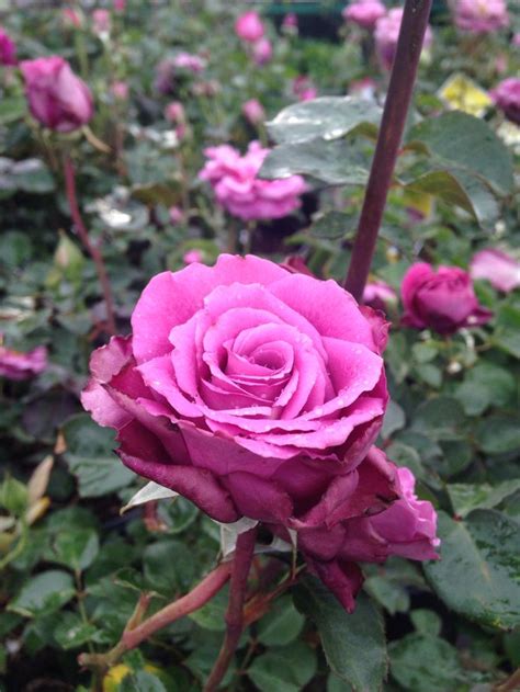 Heirloom Rose | Heirloom roses, Rose, Flowers