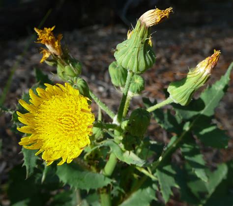 Sonchus oleraceus | Friends of Queens Park Bushland