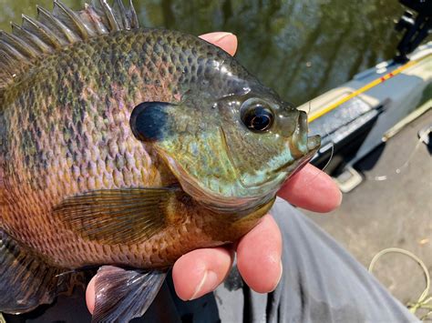 How To Consistently Catch Big Bluegills And Other Panfish — Panfish On The Fly