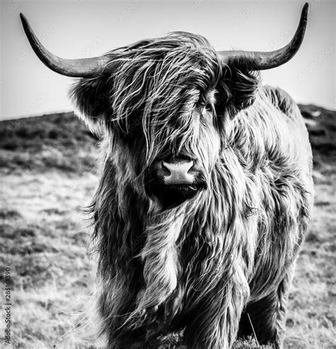 Highland Cow Black and White Stock Photo | Adobe Stock