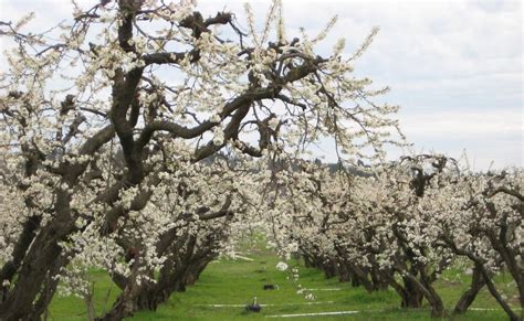 Otow Orchard Fruit Stand: Orchard in Bloom