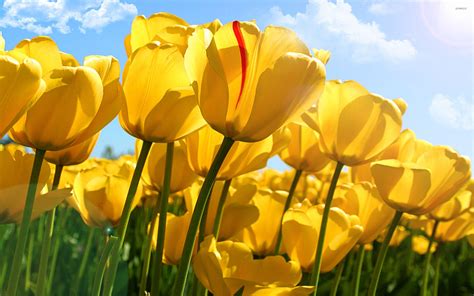 Yellow Tulips Wallpapers - Top Free Yellow Tulips Backgrounds - WallpaperAccess