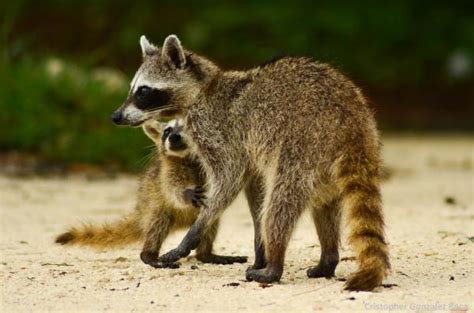 +20 Animales Endémicos de México - LISTA completa CON FOTOS