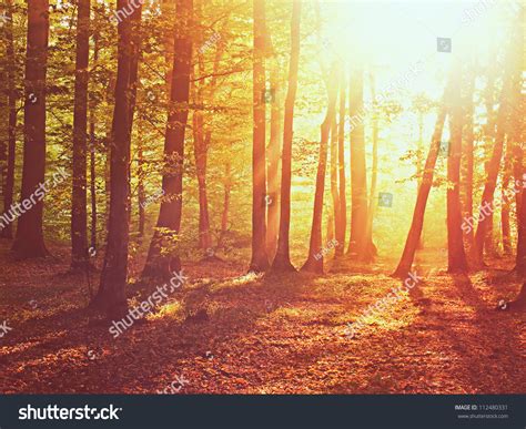 Sunrise In Autumn Forest Stock Photo 112480331 : Shutterstock