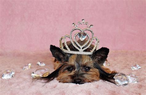 5 Most Popular Royal Dog Breeds