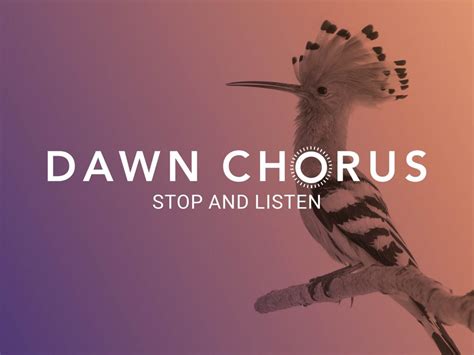 Dawn Chorus 2022 – Stop and listen - #NatureForAll