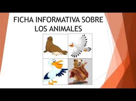 Texto informativo sobre los animales - YouTube