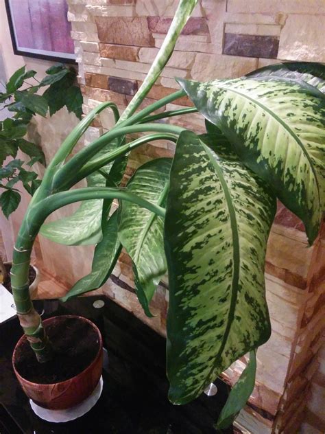 identification - What is this thick-stemmed houseplant with variegated leaves? - Gardening ...