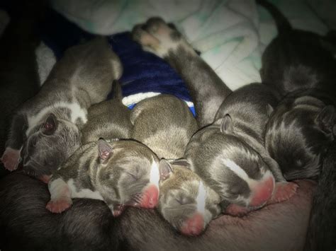 Funny Pitbull Puppies Newborn - l2sanpiero