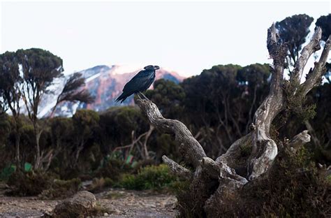 White-necked raven Facts for Kids