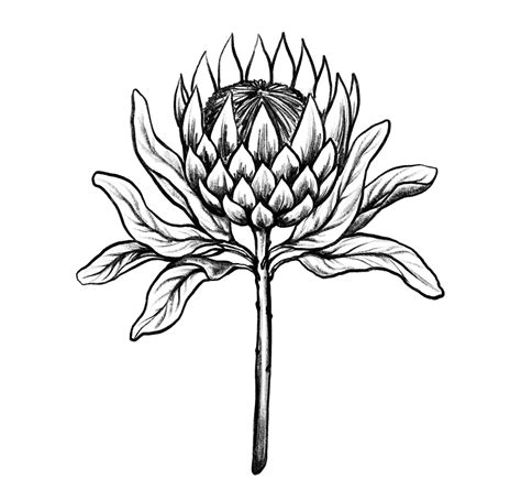 Flor de protea Ilustração botânica desenhada à mão Esboço monocromático ...