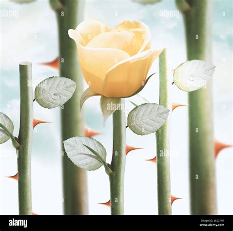 yellow garden roses Stock Photo - Alamy