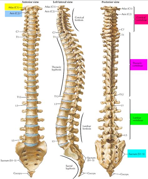 Spinal Cord Anatomy - Parts and Spinal Cord Functions