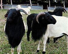 West African Dwarf Sheep | Oklahoma State University